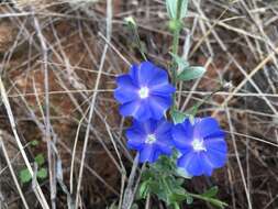 Image of wild dwarf morning-glory