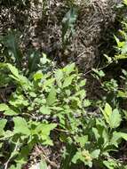 Image of Spiraea pubescens Turcz.