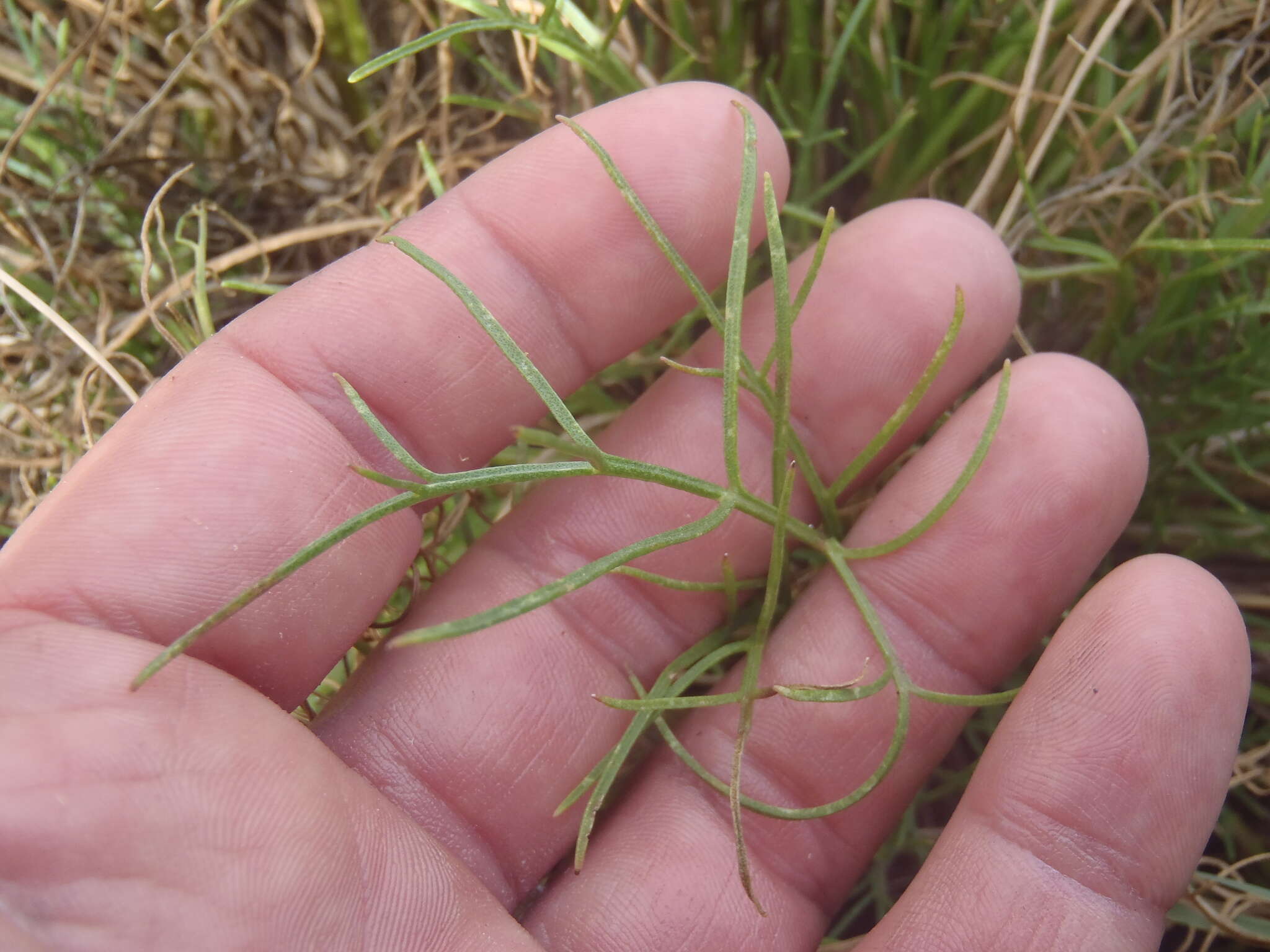 Hymenoxys quinquesquamata Rydb. resmi