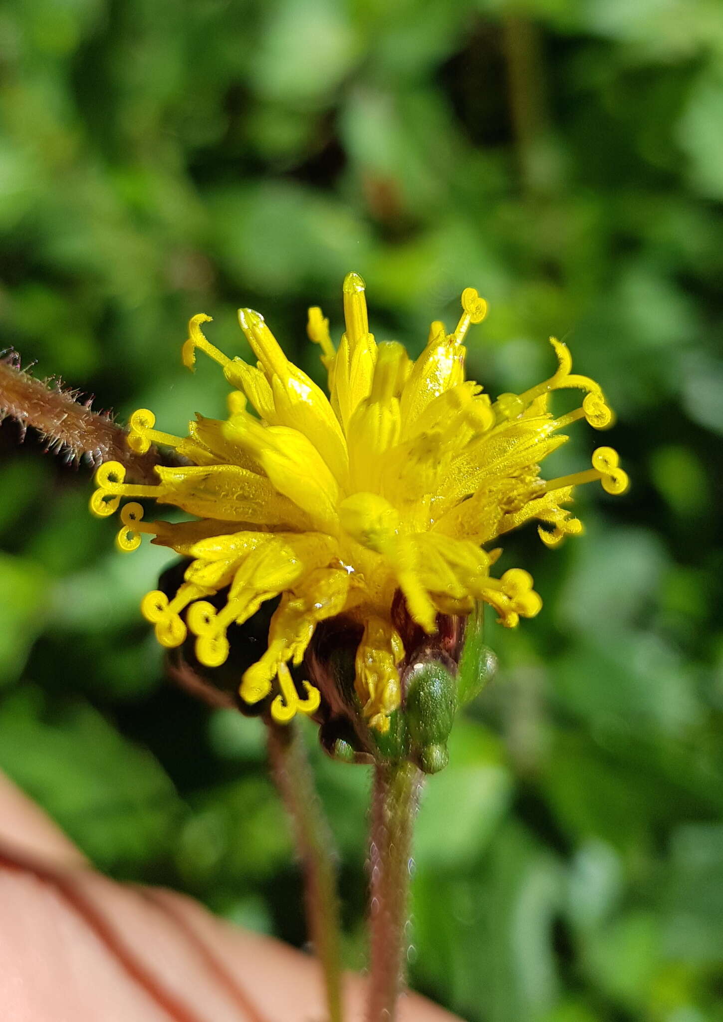 Sivun Tridax brachylepis Hemsl. kuva