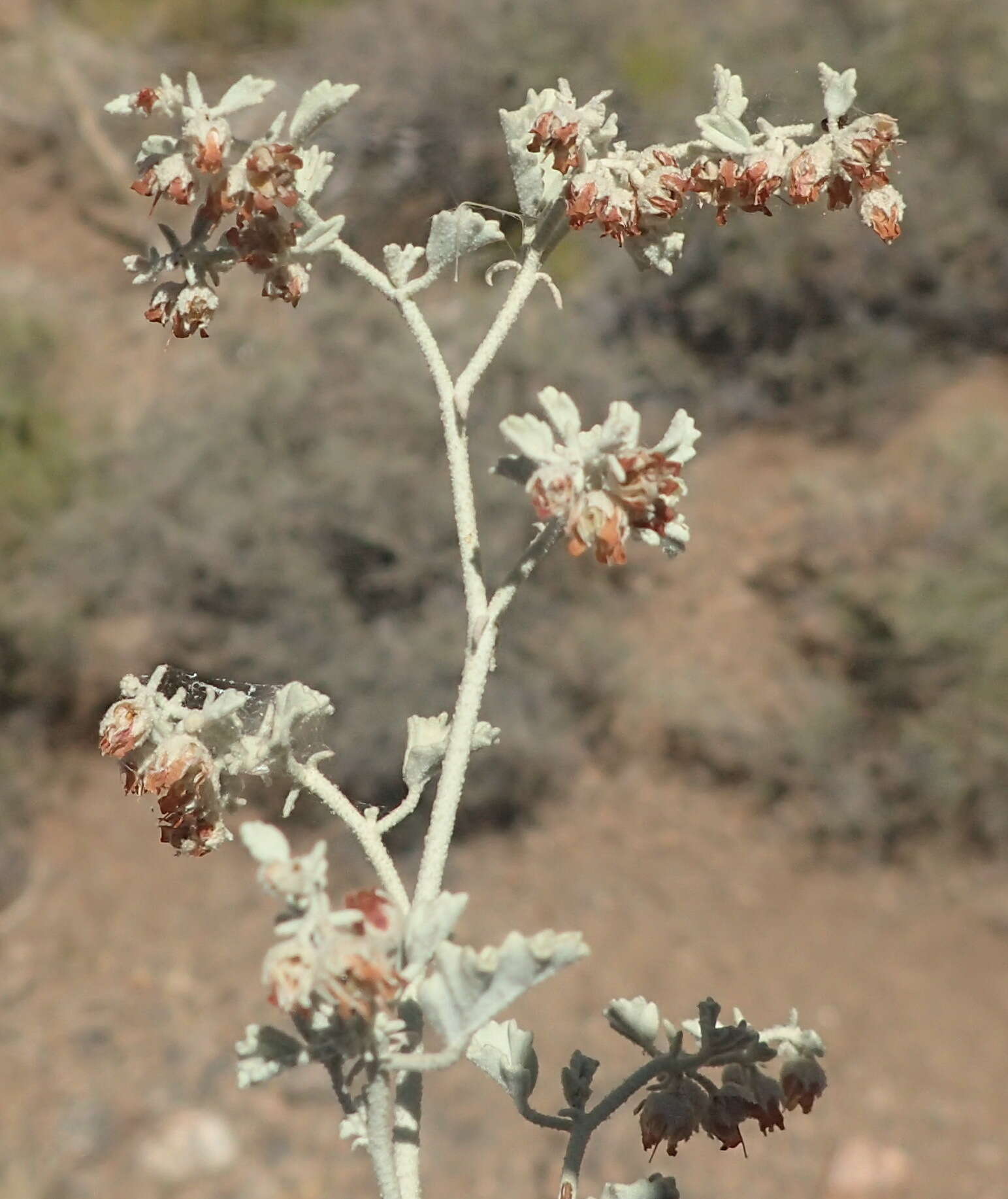 Image of Hermannia minutiflora Engl.