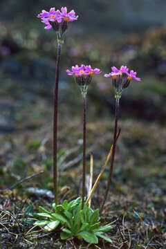 Слика од Primula stricta Hornem.