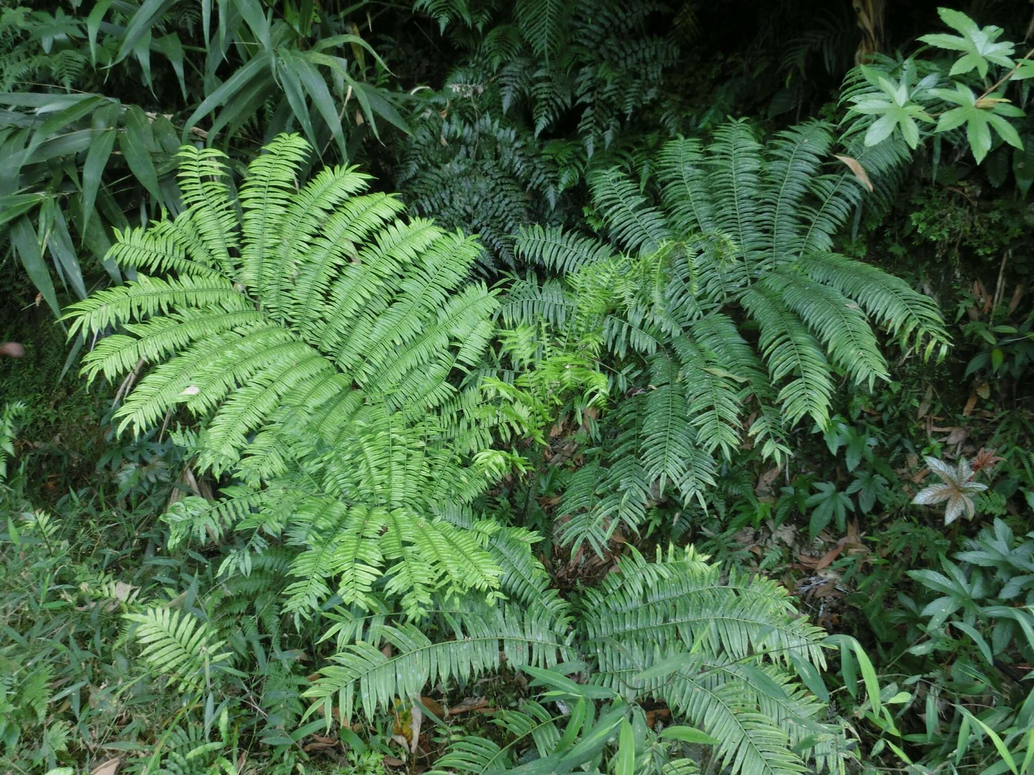 Image of Angiopteris fokiensis Hieron.