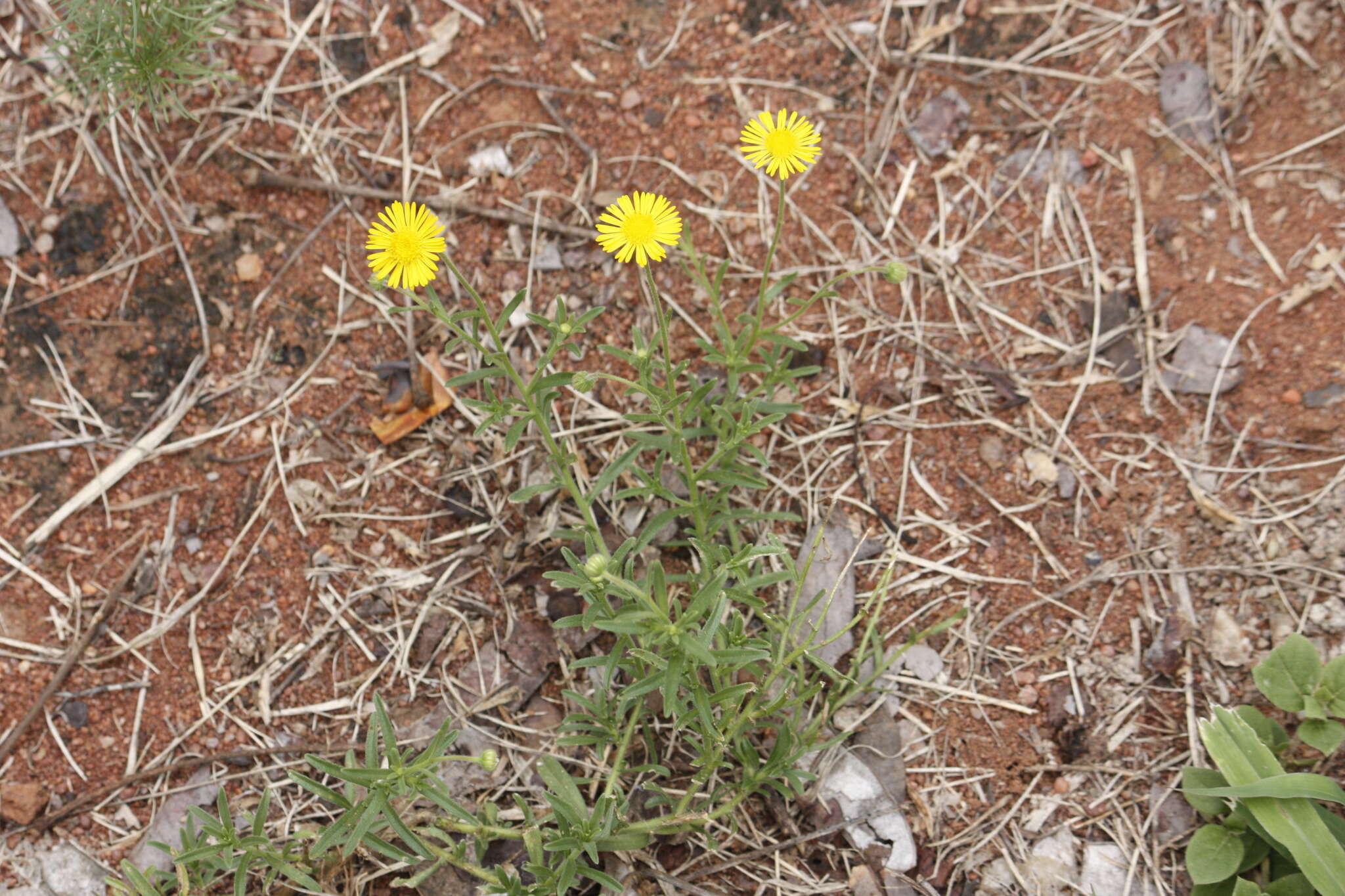 Image of Yellow felicia