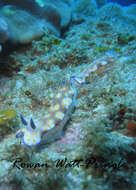 Sivun Hypselodoris pulchella (Rüppell & Leuckart 1830) kuva