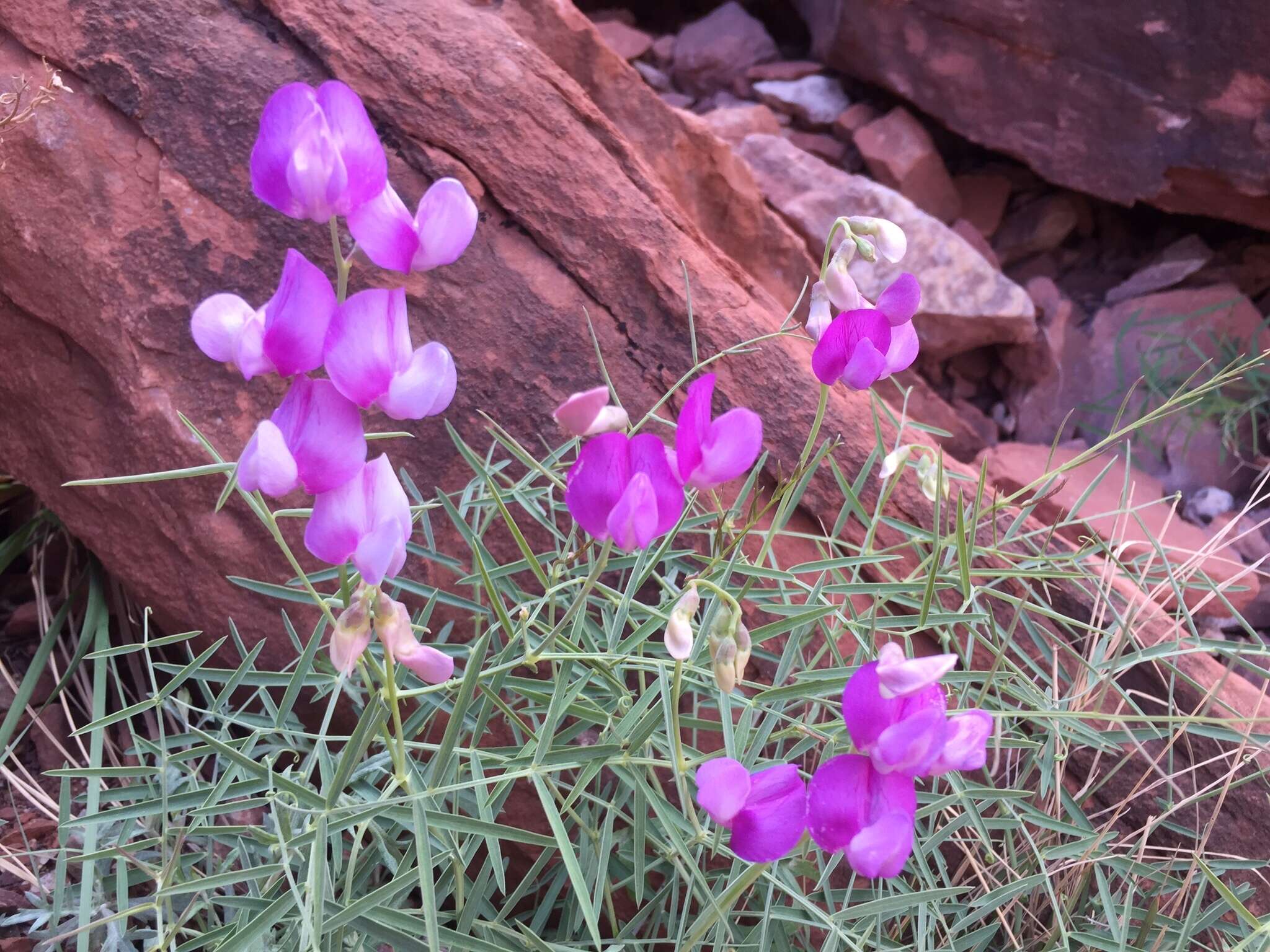 Imagem de Lathyrus zionis C. L. Hitchc.