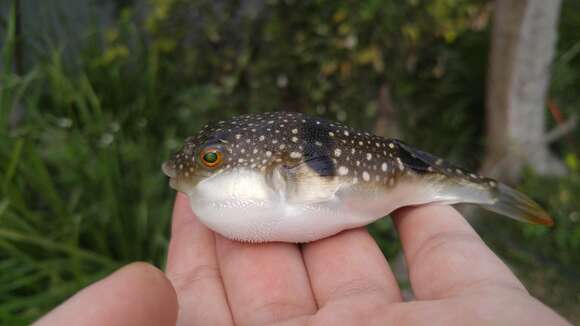 Image of Hong Kong Pufferfish