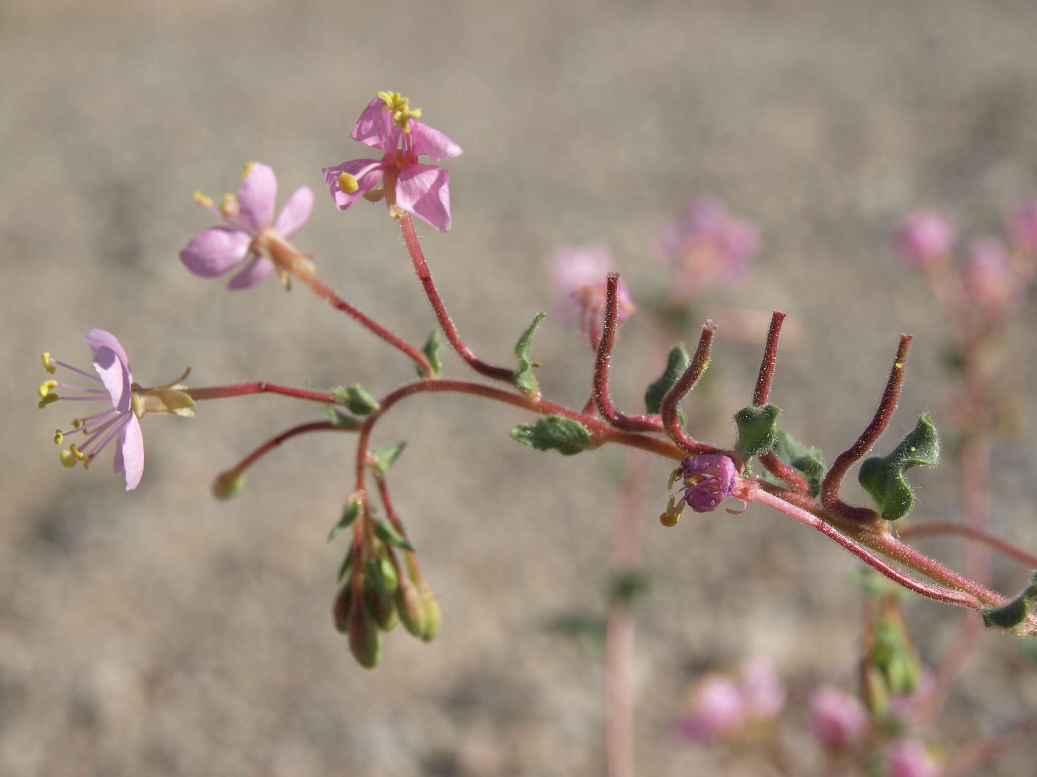 Image of Booth's evening primrose