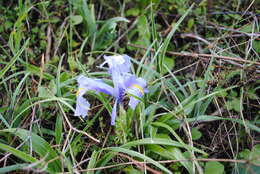 Imagem de Iris planifolia (Mill.) T. Durand & Schinz