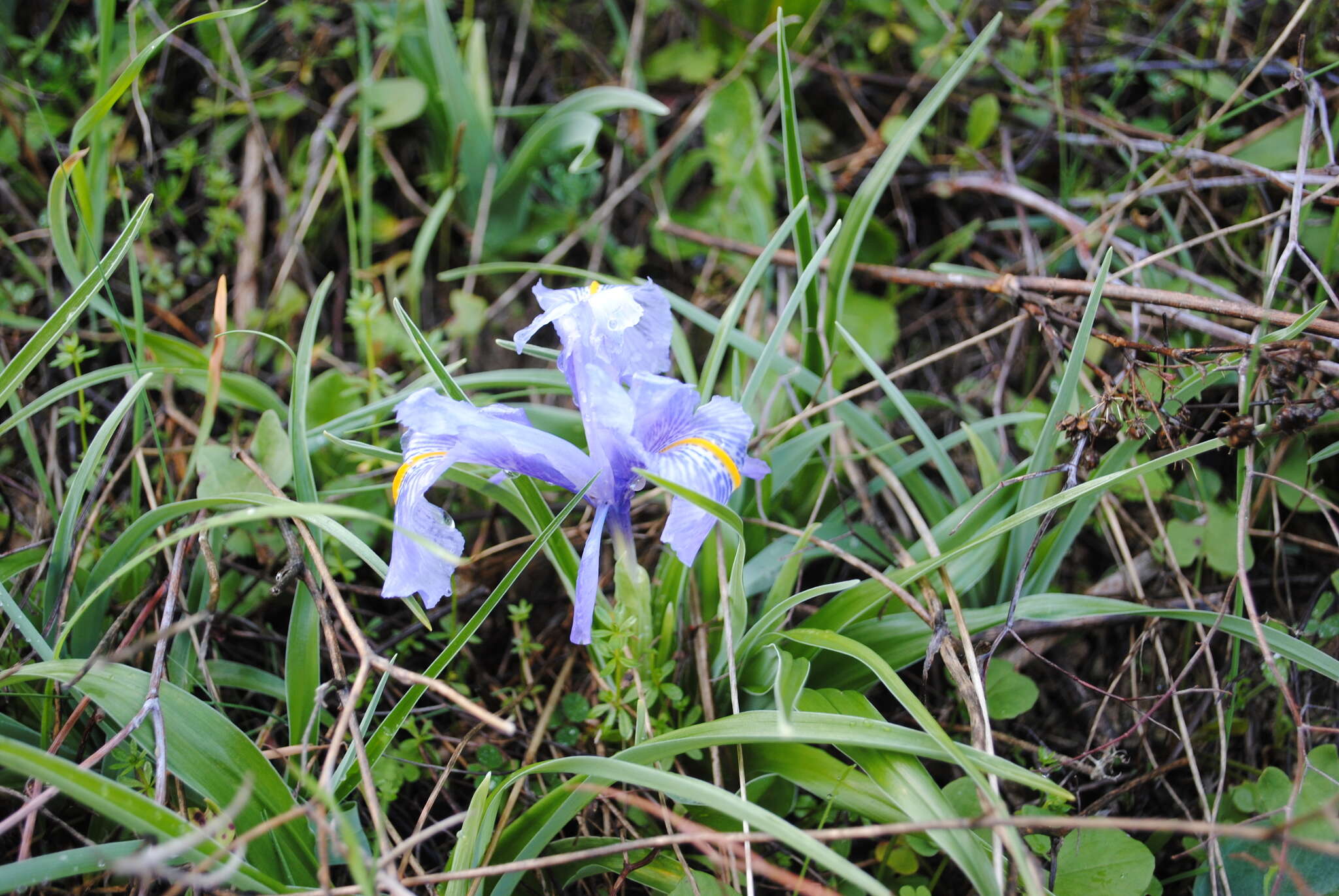 Imagem de Iris planifolia (Mill.) T. Durand & Schinz