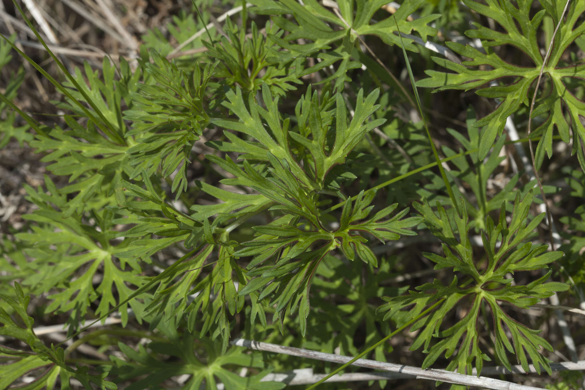 Sivun Geranium soboliferum Kom. kuva