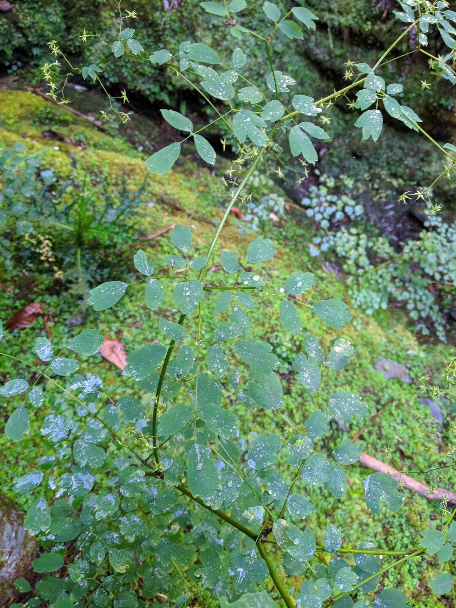 Image of Thalictrum javanicum Bl.