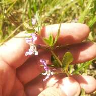 Image of Cuphea angustifolia Jacq. ex Koehne