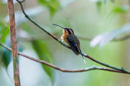 Phaethornis idaliae (Bourcier & Mulsant 1856) resmi