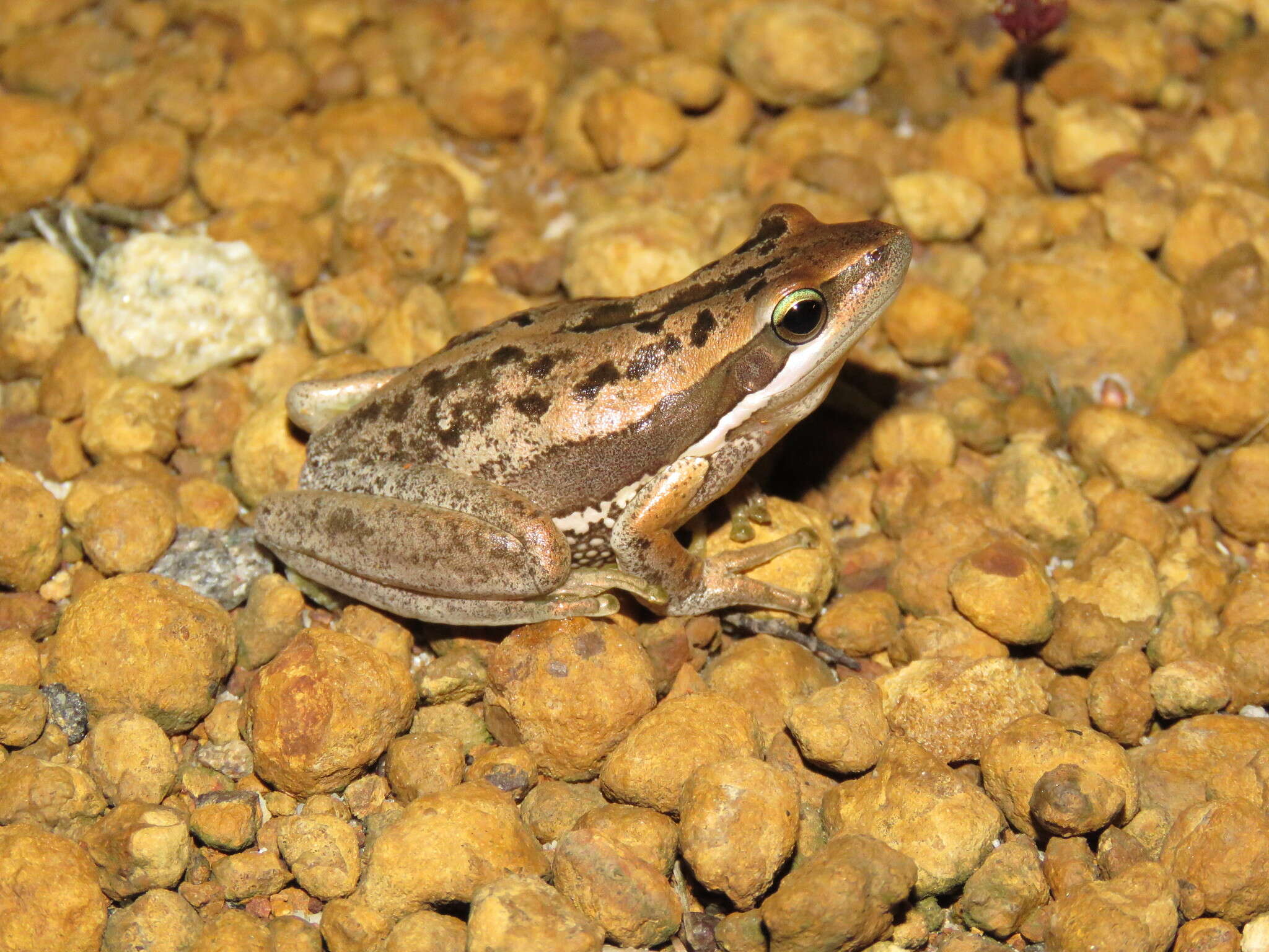 Imagem de Litoria adelaidensis (Gray 1841)