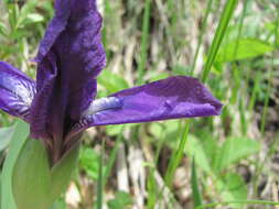 Image of Iris furcata M. Bieb.