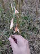 Imagem de Oenothera parodiana Munz