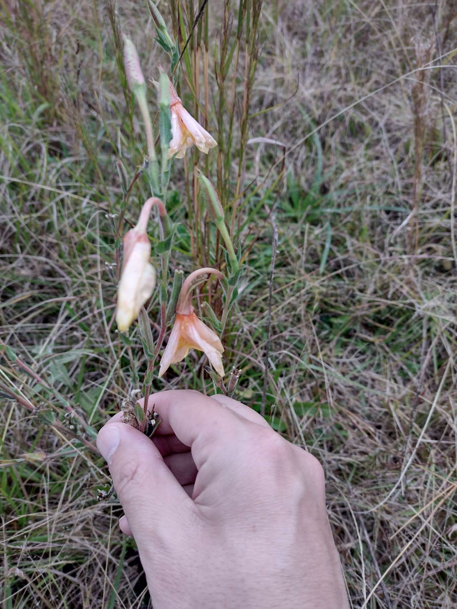 Plancia ëd Oenothera parodiana Munz