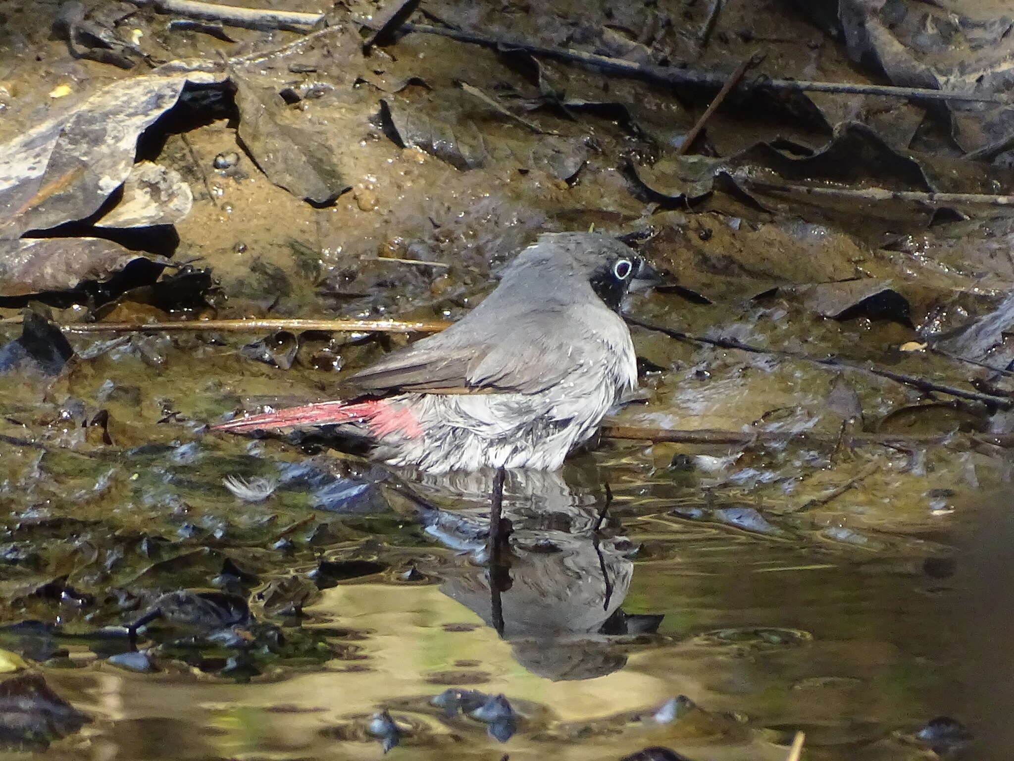 Image of Black-faced Firefinch