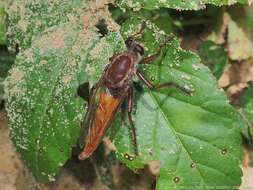 Image of Proctacanthus rufus Williston 1885