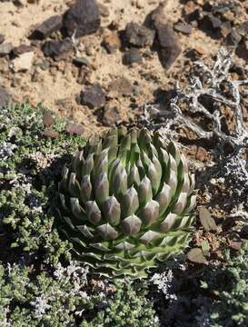 Image de Orostachys thyrsiflora (DC.) Fisch. ex Sweet