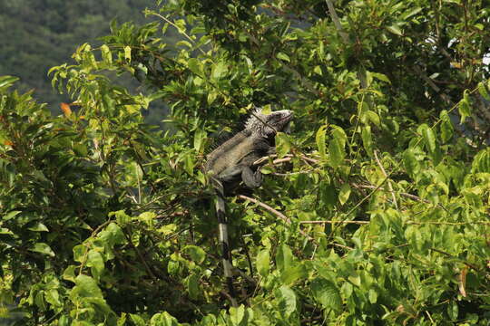 Image of Iguana iguana melanoderma