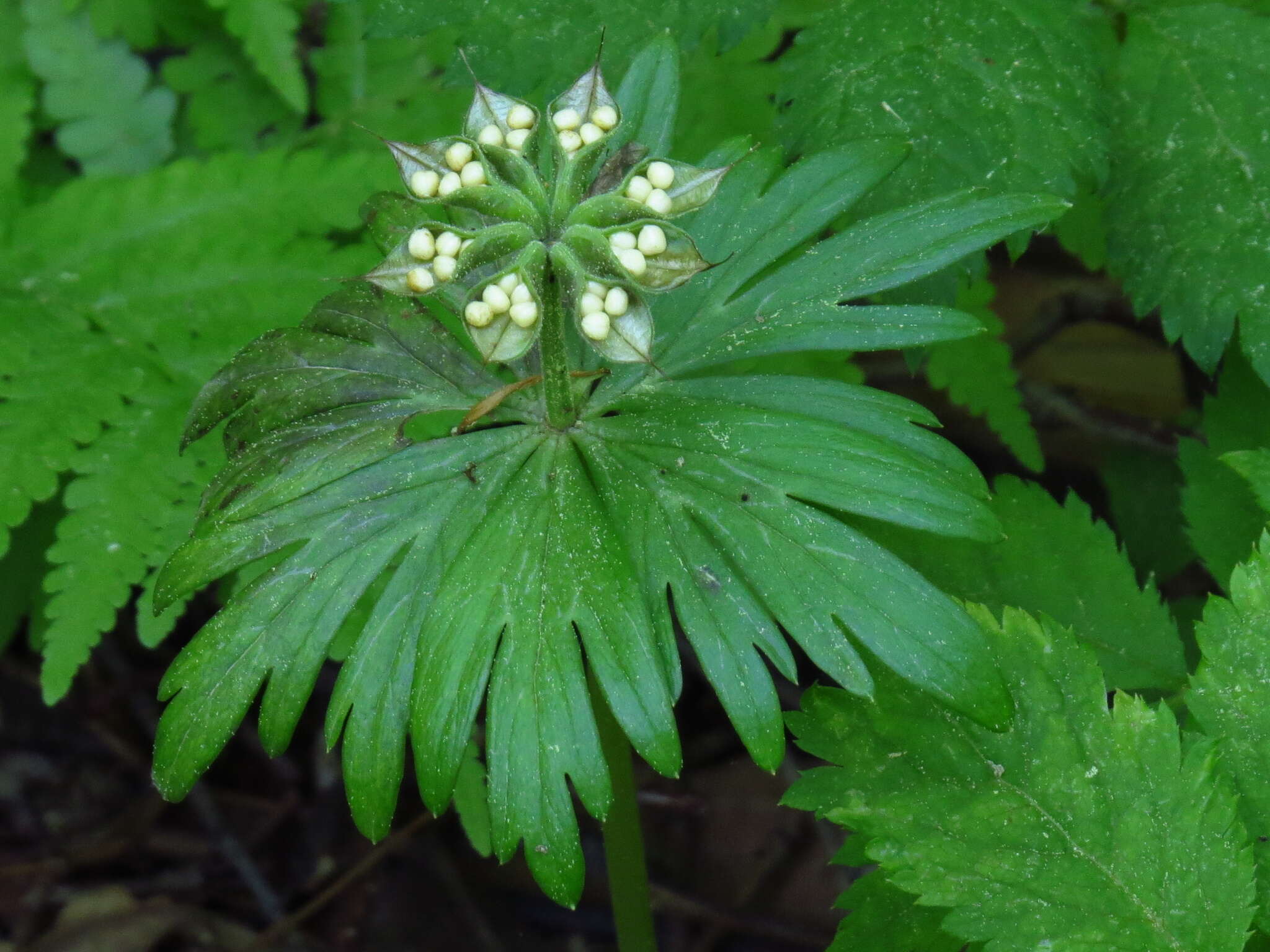 Plancia ëd Eranthis stellata Maxim.