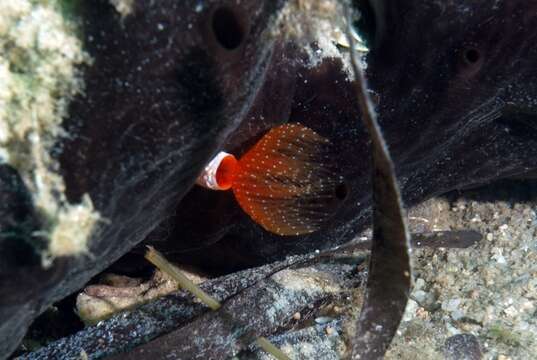 Image of blood-red tubeworm