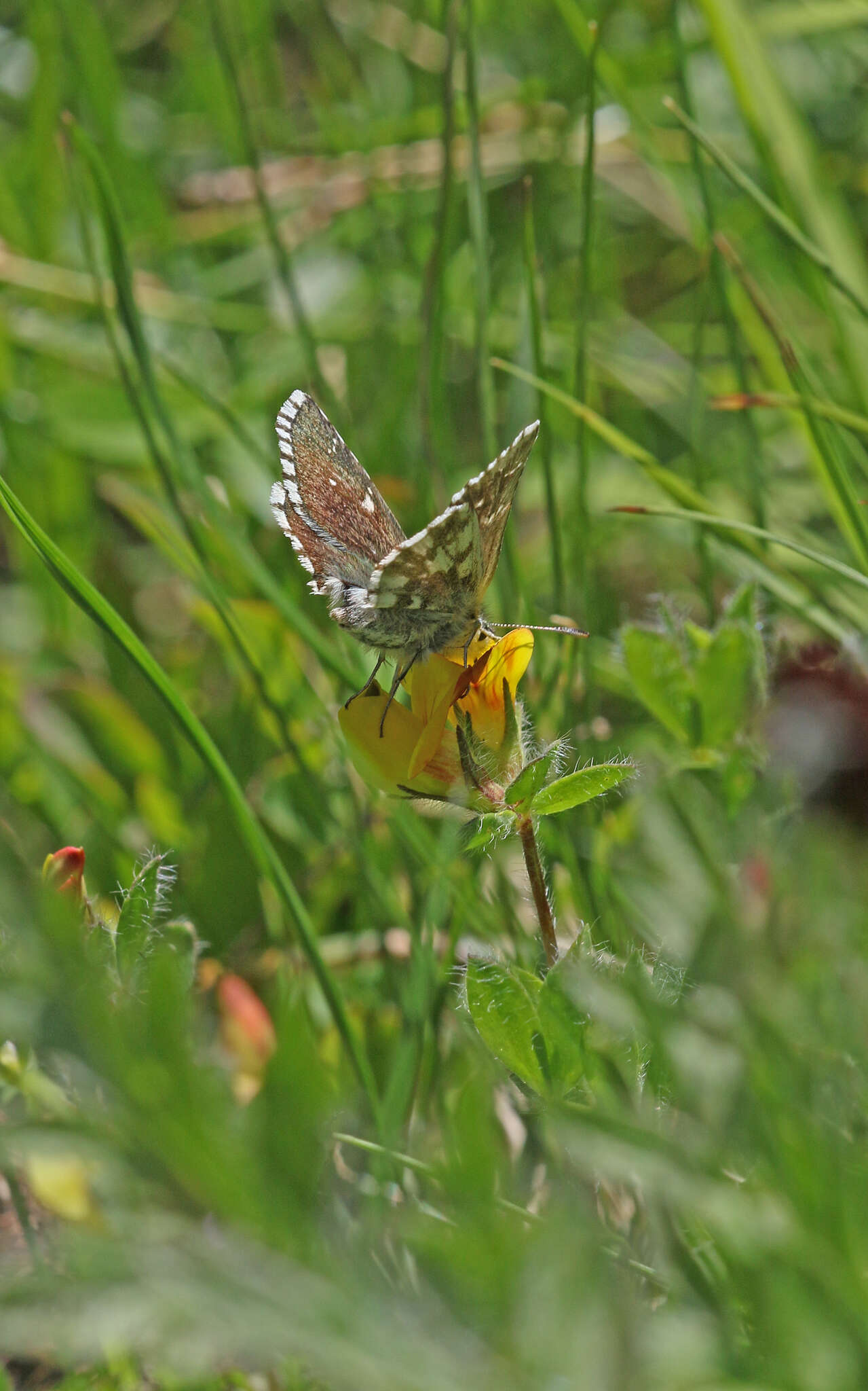 Image of Dusky Grizzled Skipper