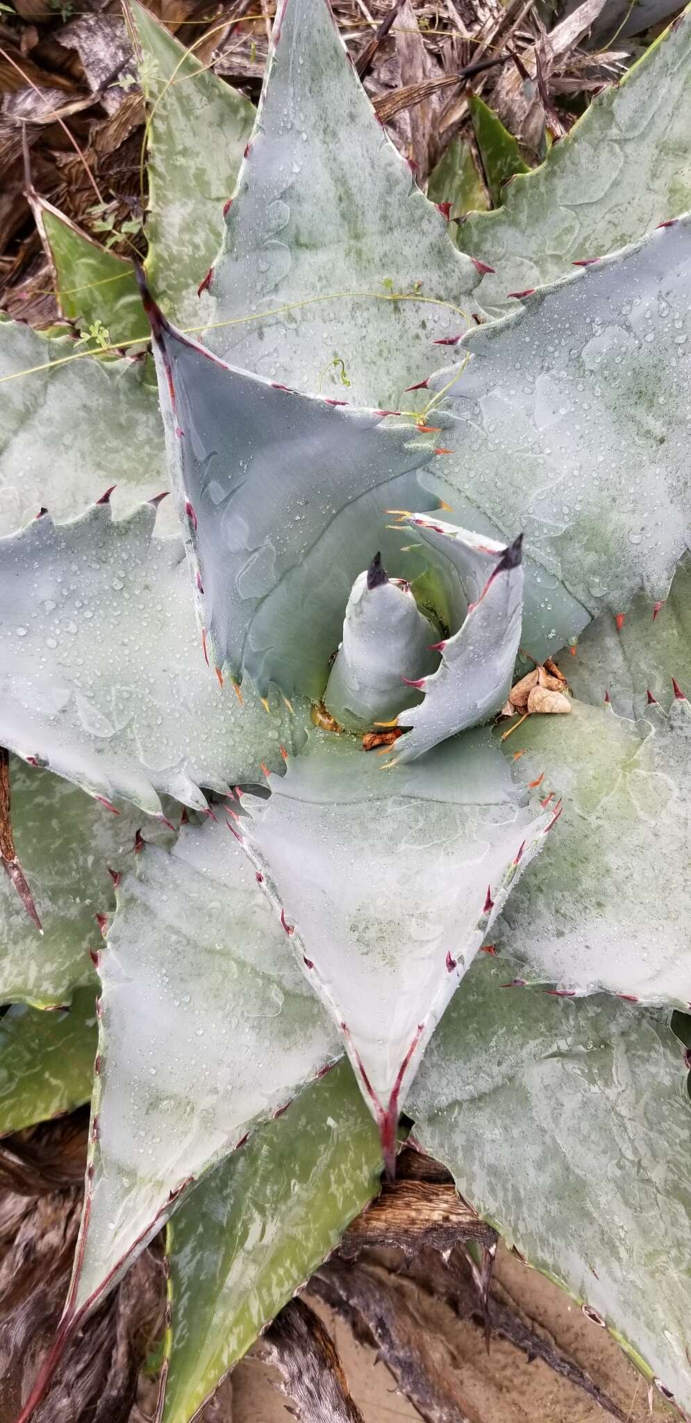 Agave margaritae Brandegee resmi