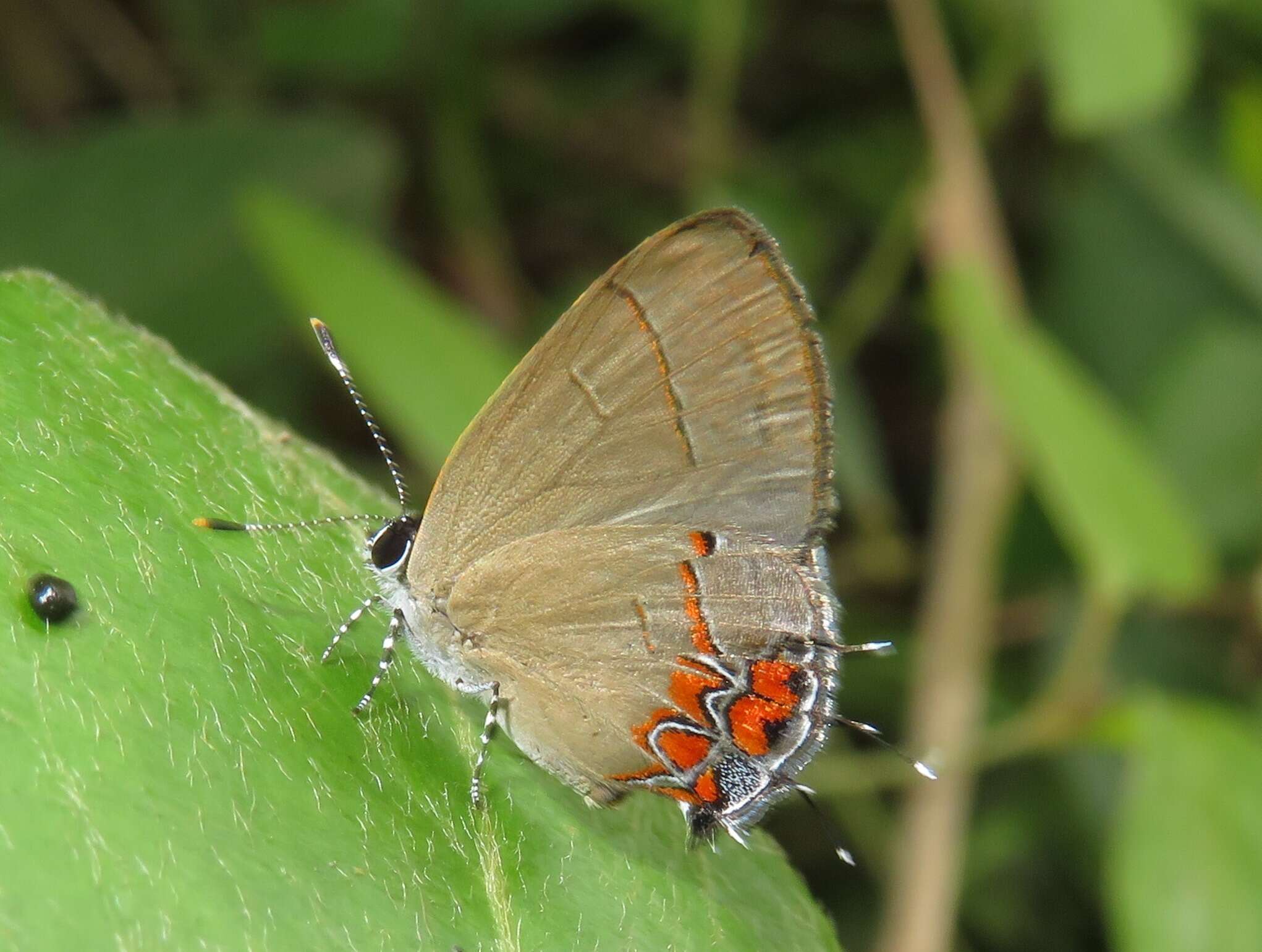 Image of Calycopis cinniana