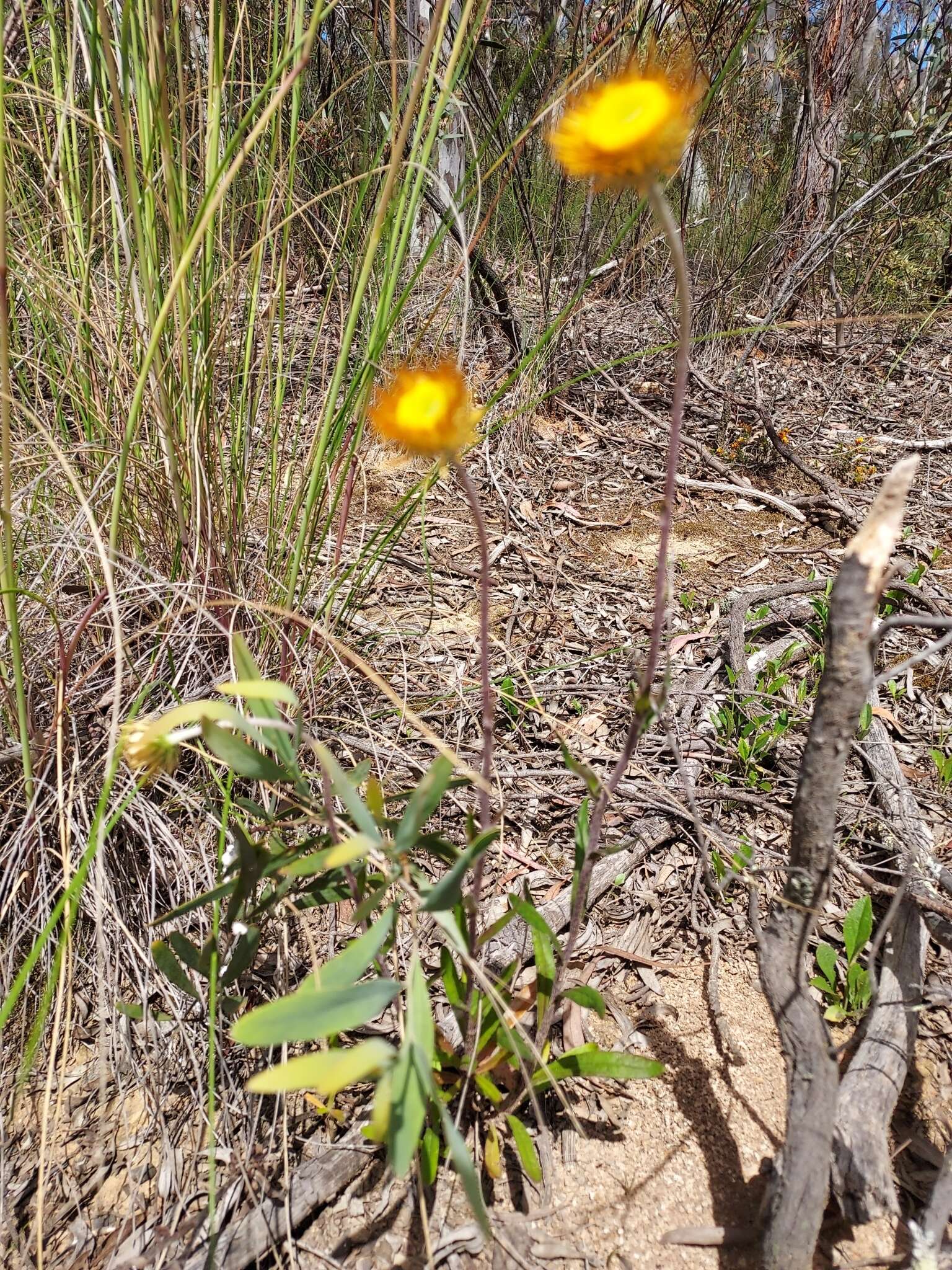 Image of Coronidium oxylepis (F. Müll.) Paul G. Wilson