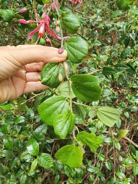 Image of Passiflora orbiculata Cav.