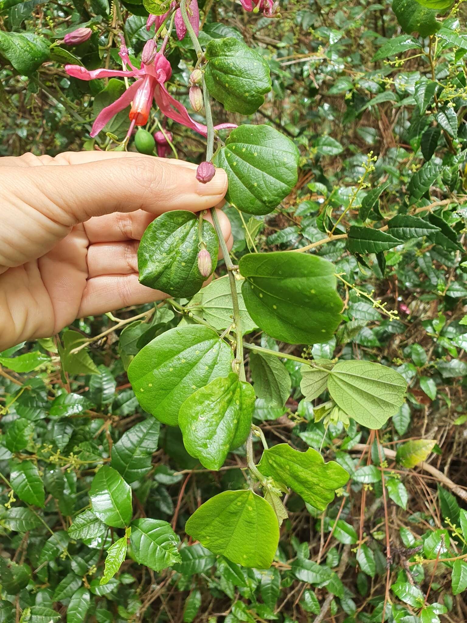 Passiflora orbiculata Cav.的圖片