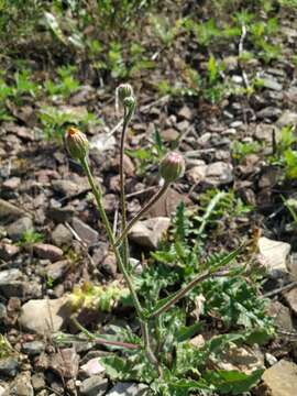 Image of stinking hawksbeard