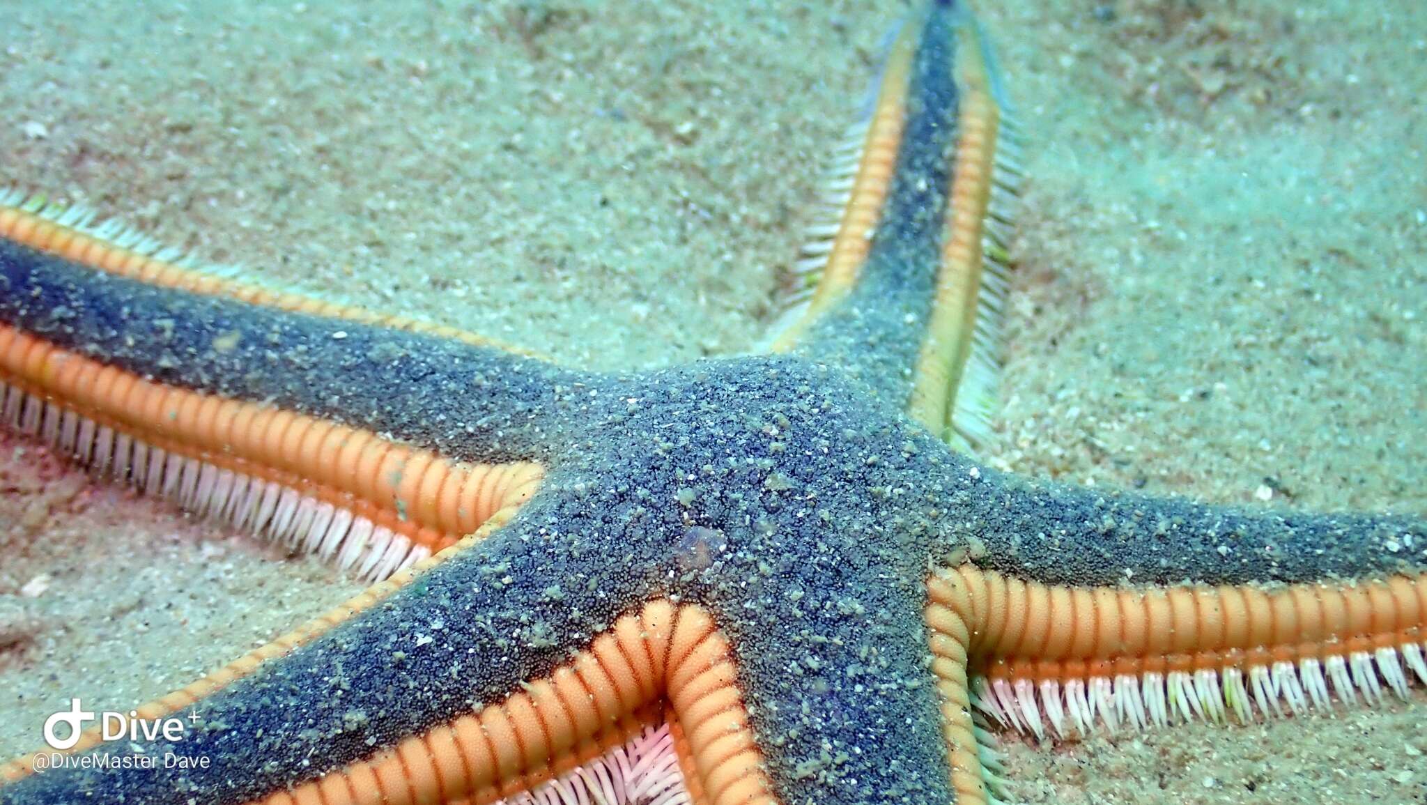 Image of Astropecten articulatus (Say 1825)