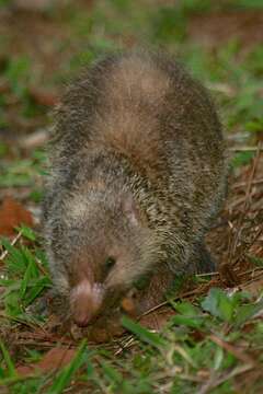 صورة Tenrec Lacépède 1799