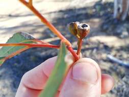 Слика од Eucalyptus wubinensis L. A. S. Johnson & K. D. Hill