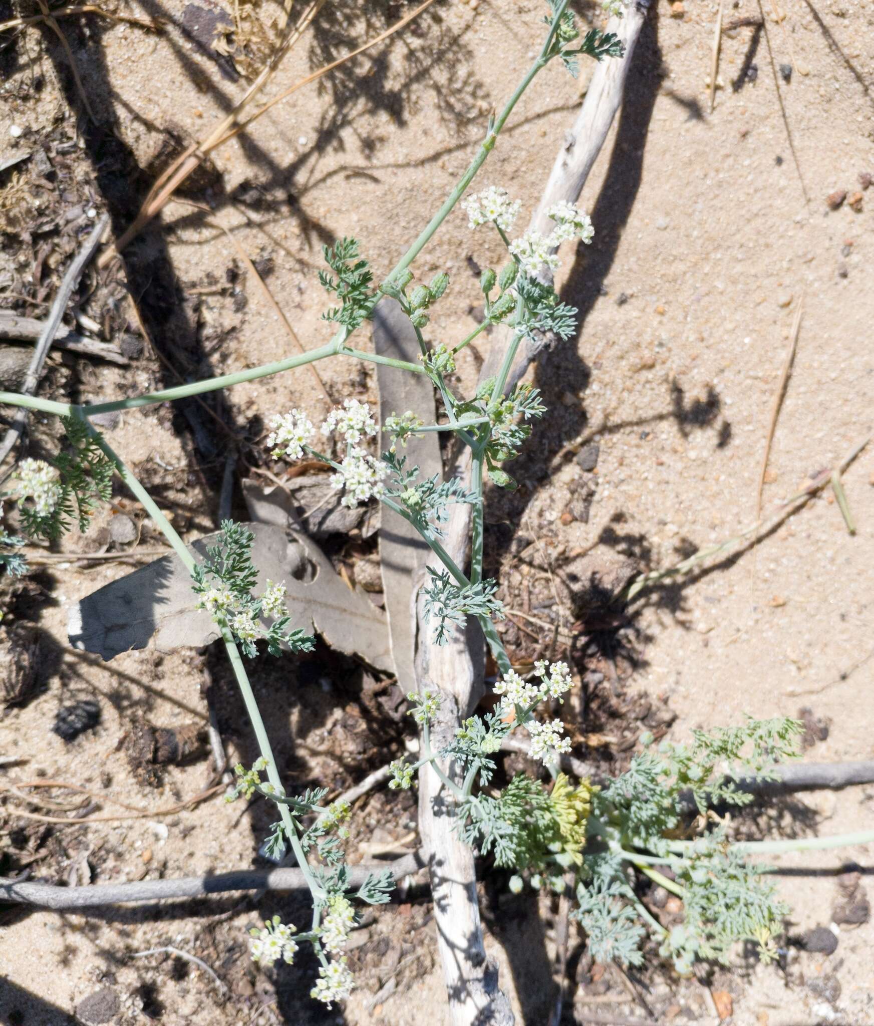 Image of Capnophyllum africanum (L.) Gaertn.