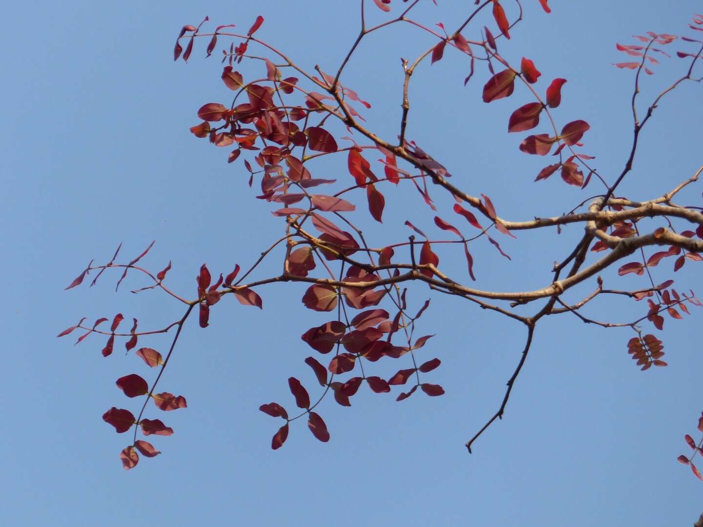 Image de Julbernardia globiflora (Benth.) Troupin