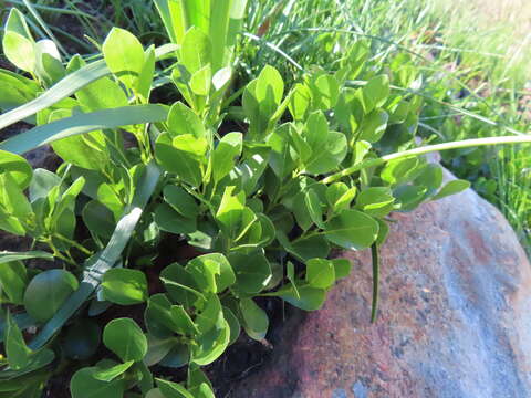 Image of Otholobium rotundifolium (L. fil.) C. H. Stirt.