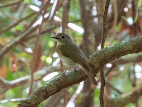 Image of Fulvous-chested Jungle Flycatcher