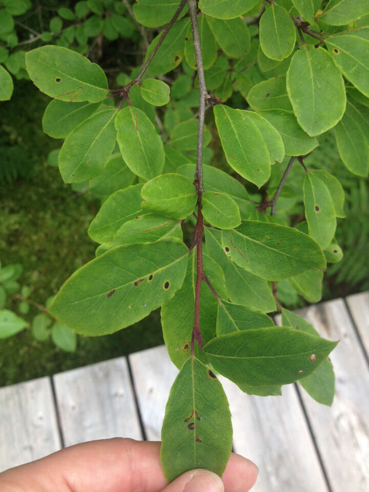 Plancia ëd Ilex mucronata (L.) M. Powell, V. Savolainen & S. Andrews