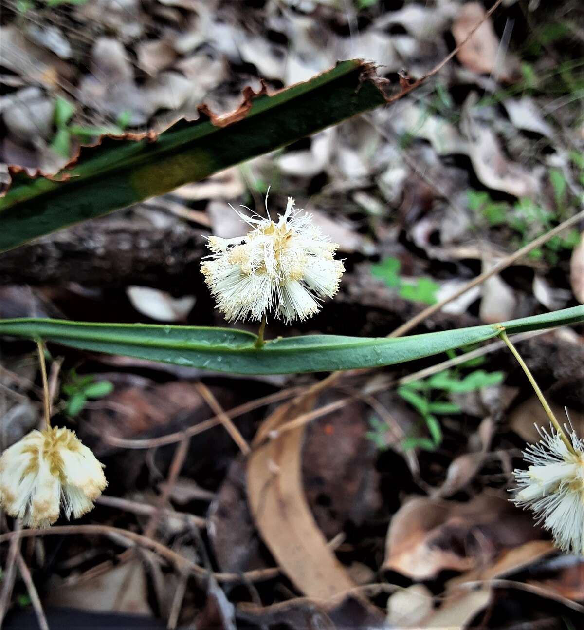 Plancia ëd Acacia willdenowiana H. L. Wendl.