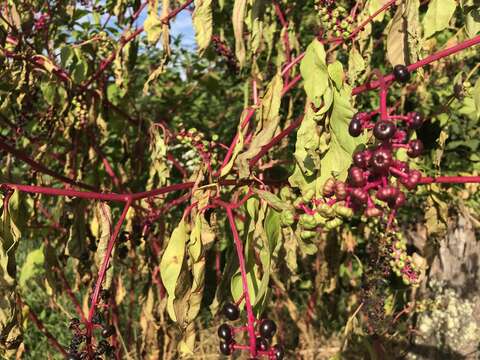 Image of Phytolacca americana var. americana