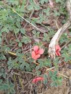 Imagem de Indigofera priorii