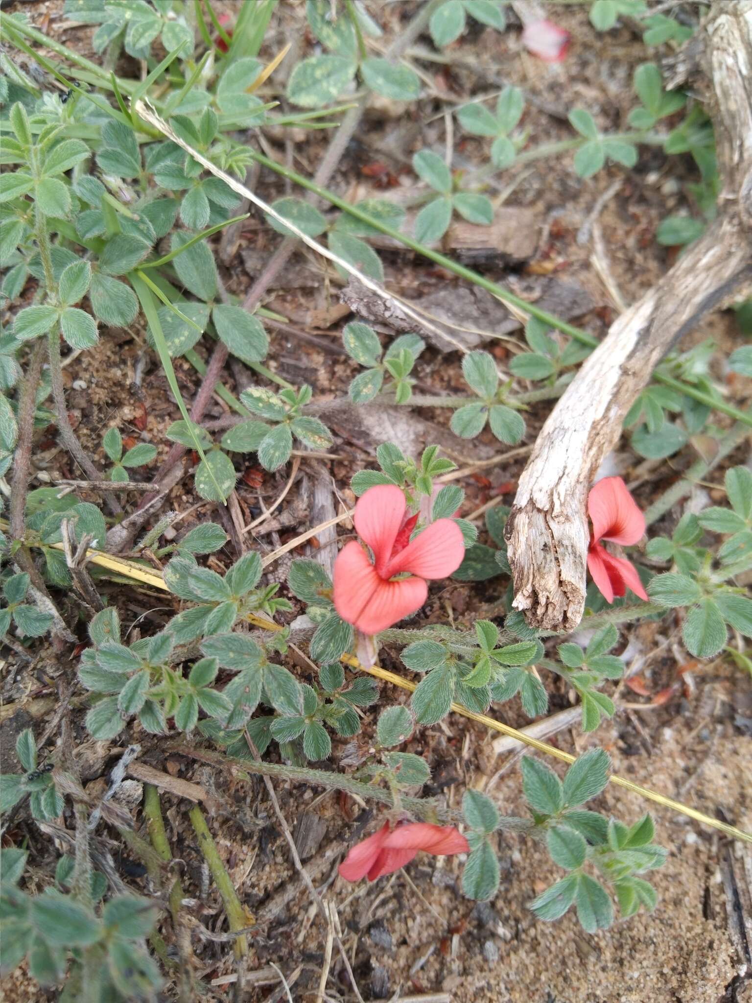 Imagem de Indigofera priorii