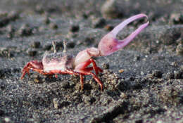 Image of Leptuca stenodactylus (H. Milne Edwards & Lucas 1843)