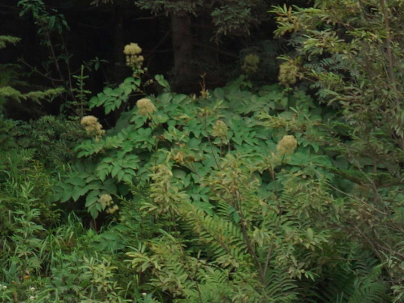 Image of Aralia cordata Thunb.