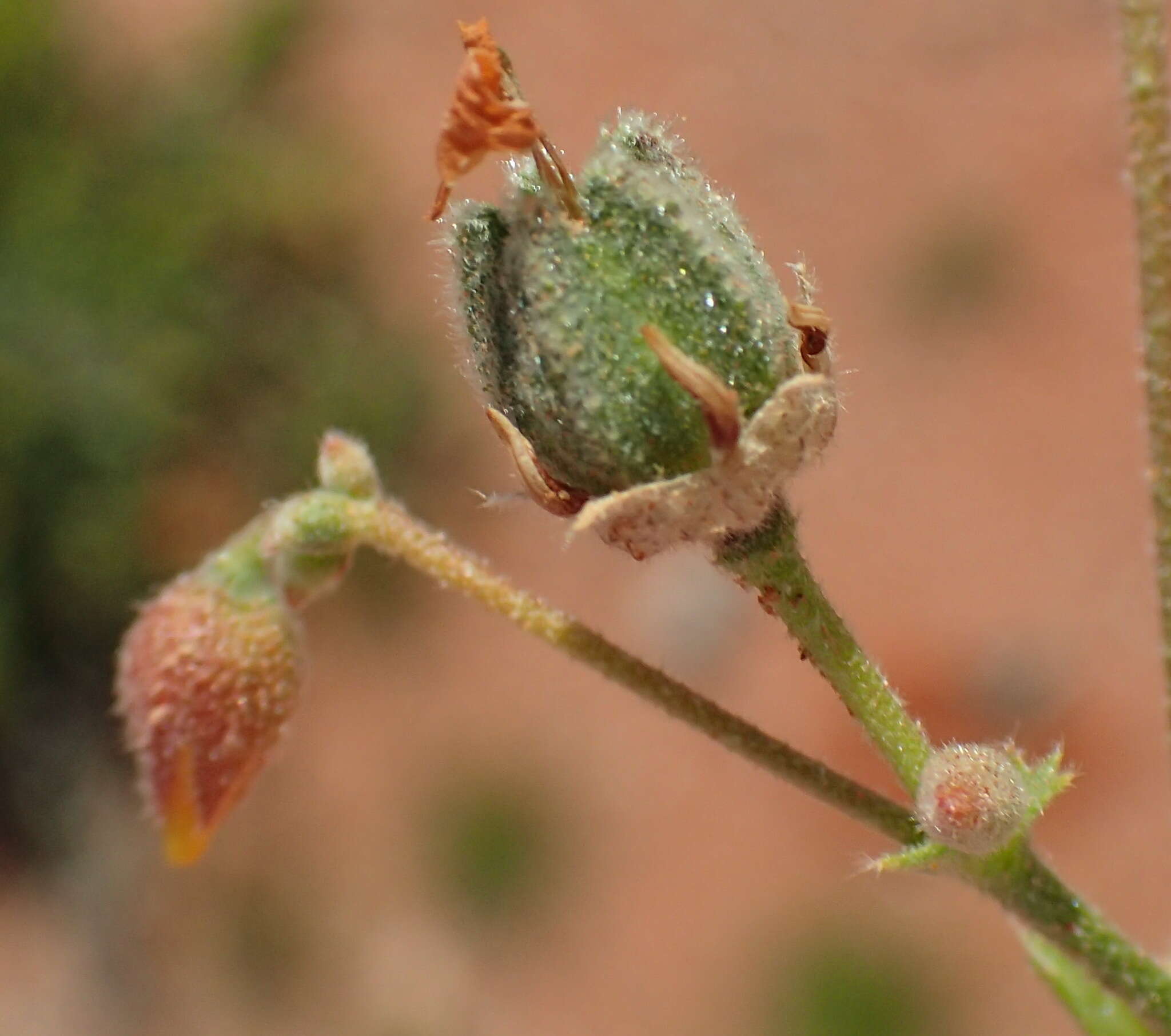 Image of Hermannia paucifolia Turcz.